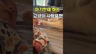 고양이가아기에게하는 사랑표현은?꾹꾹이? #힐링영상 #감성숏츠 #고양이쇼츠#catshort #꾹꾹이 #cute