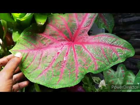 Vidéo: Dieffenbachia Houseplant : Culture et entretien des plantes d'h altère