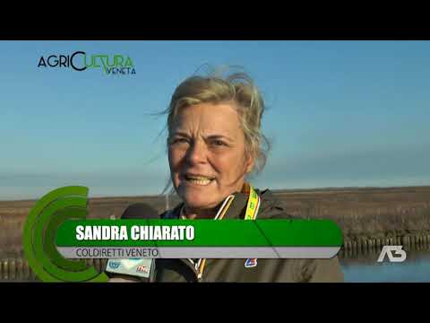 AGRICULTURA VENETA  | 23/01/2022 20:25