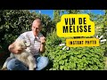 Vin de mlisse  apaisant et digestif