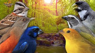 Pássaros Cantando no Amanhecer - Perfeito para Esquentar Seus Pássaros !