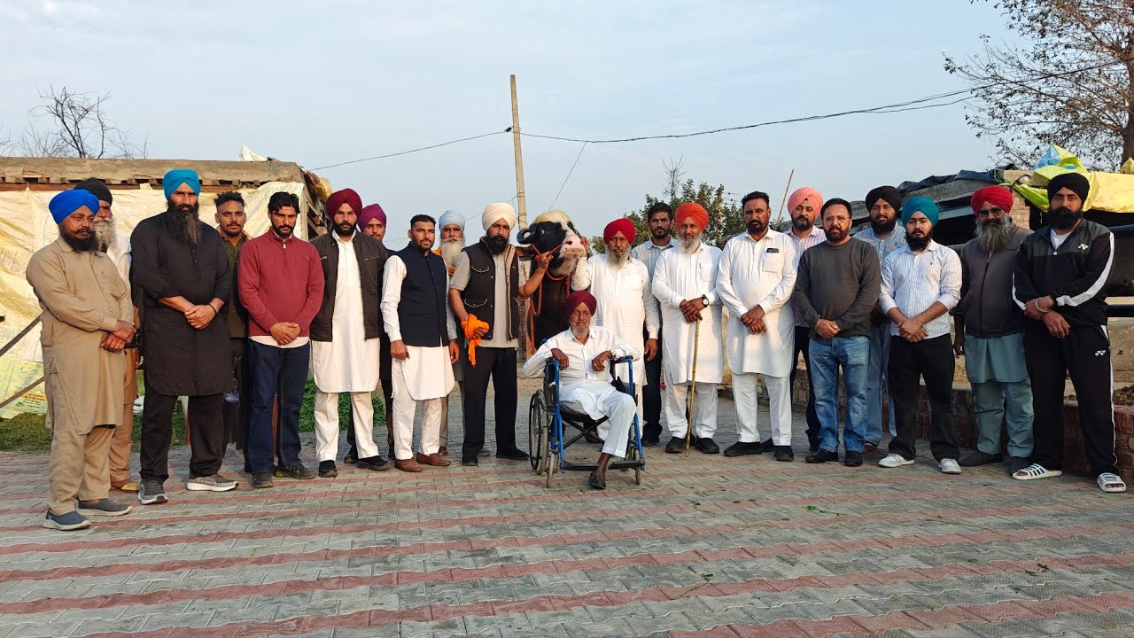 ਦੇਖੋ ਦਿਓਲ ਡੇਅਰੀ ਫਾਰਮ ਵਲਟੋਹਾ ਵਾਲਿਆਂ ਦੀਆਂ ਨੀਲੀ ਰਾਵੀ ਮੱਝਾਂ, "ਸਮੁੰਦਰ" ਝੋਟਾ ਮਾਇਆ ਮੱਝ ਦਾ ਬੱਚਾ