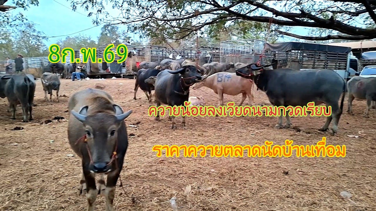 8ก.พ69ราคาควายโคกระบือตลาดนัดบ้านเทื่อมอ.บ้านผือจ.อุดรธานีราคาวันนี้
