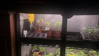 Weekly cannabis Garden Update; Pheno Hunting and more