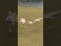 The Ducks and Koi Fish #viral #shortvideo #wildlife #trending #nature #outdoors #wateranimals