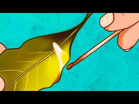 Преимущества и вред сушеных супов