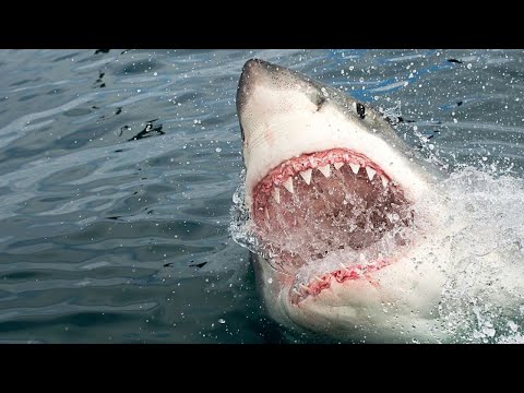 Животный страх: Акулы (Документальные фильмы National Geographic)