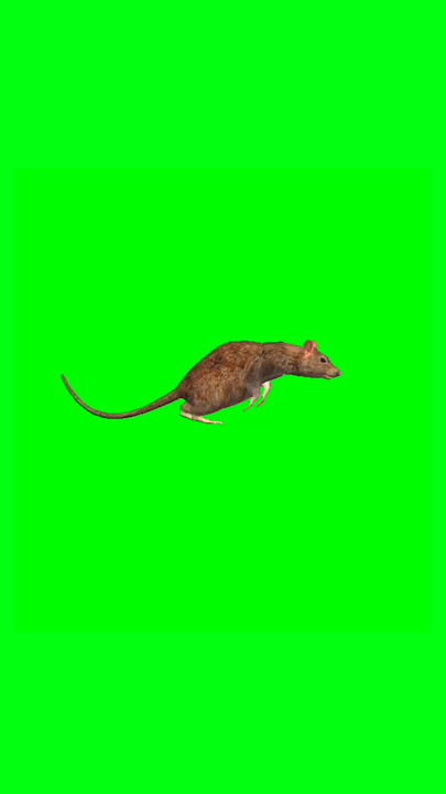 3d Mouse Green screen running video #animals #cartoon #animation #greenscreen #chromakey #shorts