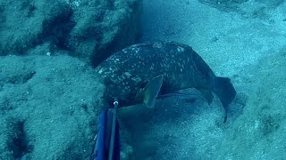 Big groupers!!!  Spearfishing  Northcyprus