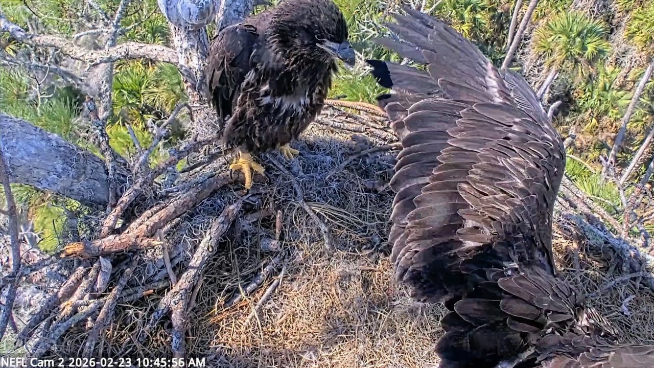 NEFL EAGLES 2026.2.23 👏EVE climbed onto the nest rail and flapped wings!