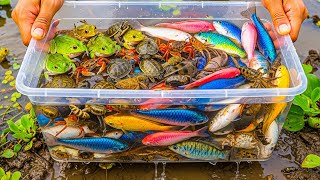 Catching Colorful Tiny Creatures in Rice Fields & Forest Mud | LittleHuntTV Wildlife Exploration