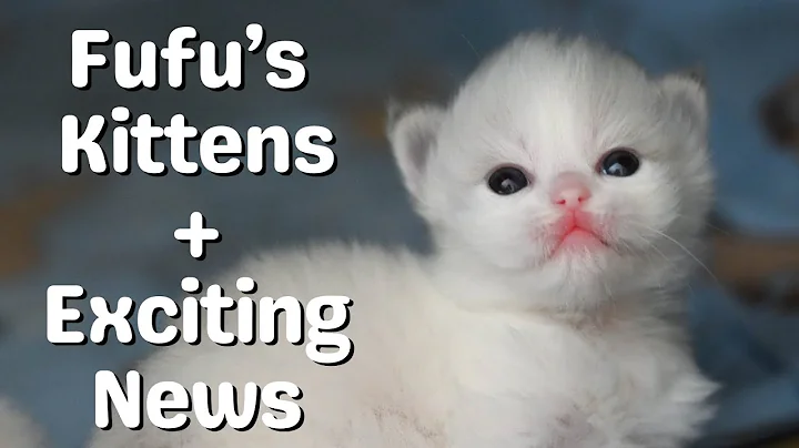 Video 7215101: kittens cattery, cute cattery