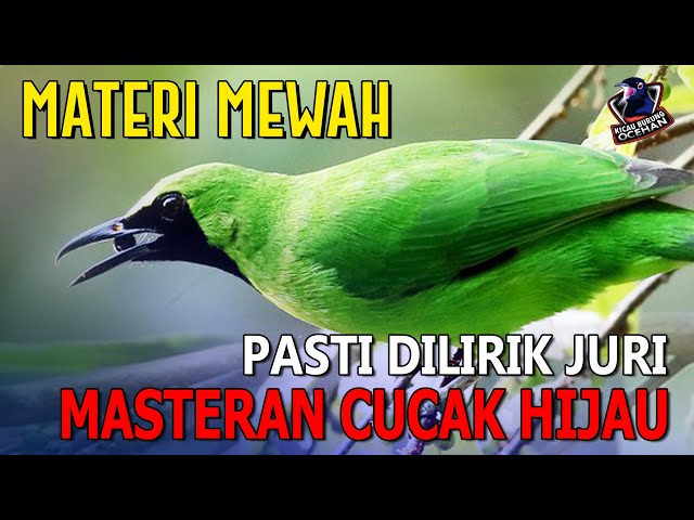 Pasti Dilirik Juri kalau Burung CUCAK HIJAU Materi Suaranya Mewah Seperti Ini... class=