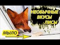 ЛИСЫ - РЕАКЦИЯ НА ОБЫЧНОЕ МЫЛО. Жизнь с Лисой / MIKI THE FOX