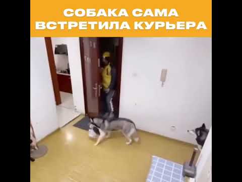 Собака сама встретила курьера 🤣#shorts #приколы #shortvideo #юмор #смех #funny