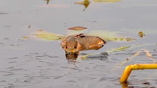 Неожиданная Встреча На Озере! ОХОТА НА УТКУ С ЧУЧЕЛАМИ.