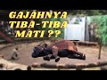 AKSI GAJAH TAMAN SAFARI PRIGEN PASURUAN  PURA PURA MATI