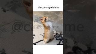 Navratri❌ Navdurga ✅ #cat #popular #asthetic #sadquotes #catmeme #tweetreels #catmemes #viralvideos