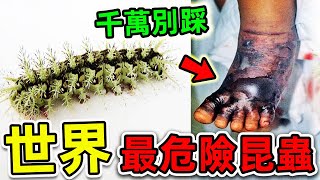 全世界最危險的10種致命昆蟲！每年600000人因碰它喪命，第一名堪稱“人類死神”，竟然就在我們身邊。|#世界之最top #世界之最 #出類拔萃 #腦洞大開 #top10 #最危險昆蟲