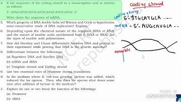 4. If the sequence of the coding strand in a transcription unit is written- class 11 molecular basis