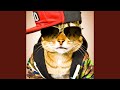 Cat rap