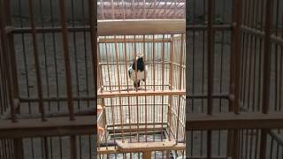 Ahli burung tolong kasih solusi jalak suren macet bunyi