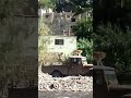 ماشاء الله الكلب هذا اكيد عاش بالهند فترة طويلة