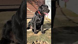 Top Quality Black Female Only?? ||#shorts #black #labrador #viral Top Quality Black Female Only?? ||#shorts #black #labrador #viral