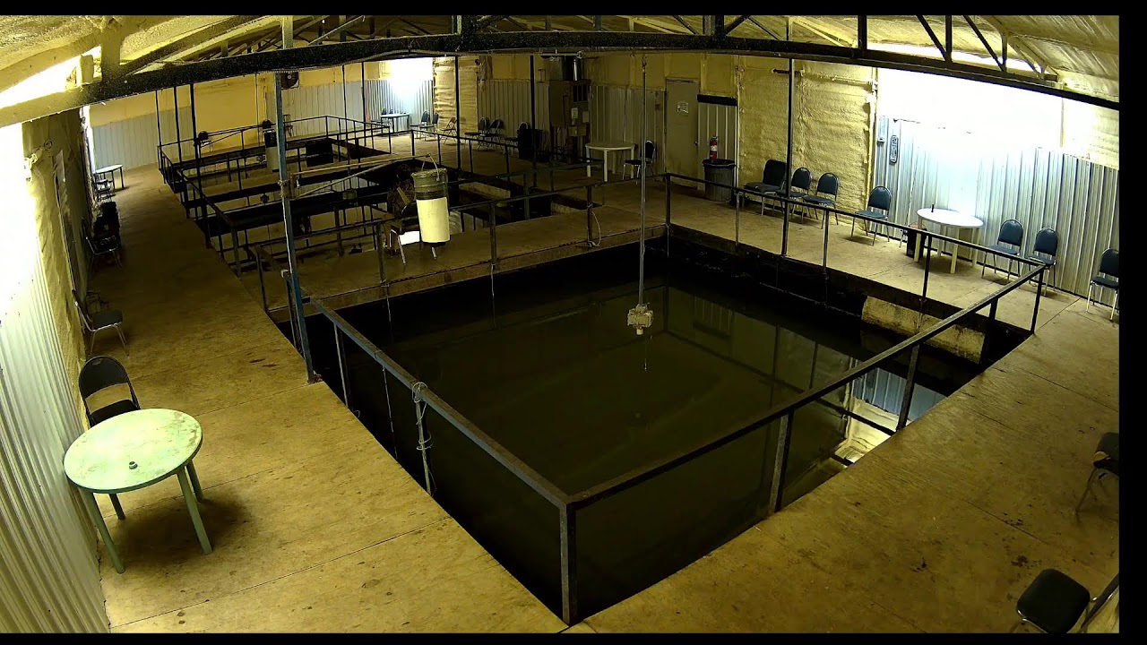 Belle Starr Marina Live