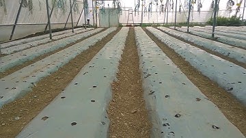 Plantation of cucumber inside polyhouse