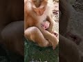 #monkey #animals #monkeysr #babymo #babymo #babymonkey #cute #funny #baby #babyanimal #babybunny