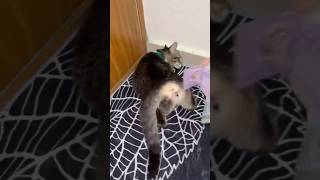 #cat #funny #pets #cute #animals #dog #funnycats #