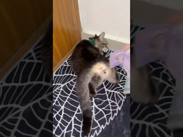 #cat #funny #pets #cute #animals #dog #funnycats #