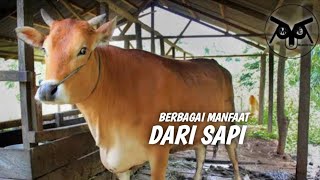 Beberapa Manfaat Sapi Mulai dari daging, Susu,Tenaga dan kotoranya