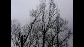 Celestial Season - Decamerone