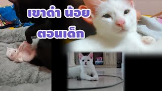 เขาดำ ตอน เป็นเด็กน้อย by แมวยิ้ม channel 1,079 views 4 months ago 7 minutes, 7 seconds