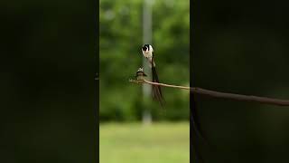 Pin-tailed Whydah making love #love #wildlife #nature #birds #beautifulbirds #rarebirds #lovedance Pin-tailed Whydah making love #love #wildlife #nature #birds #beautifulbirds #rarebirds #lovedance