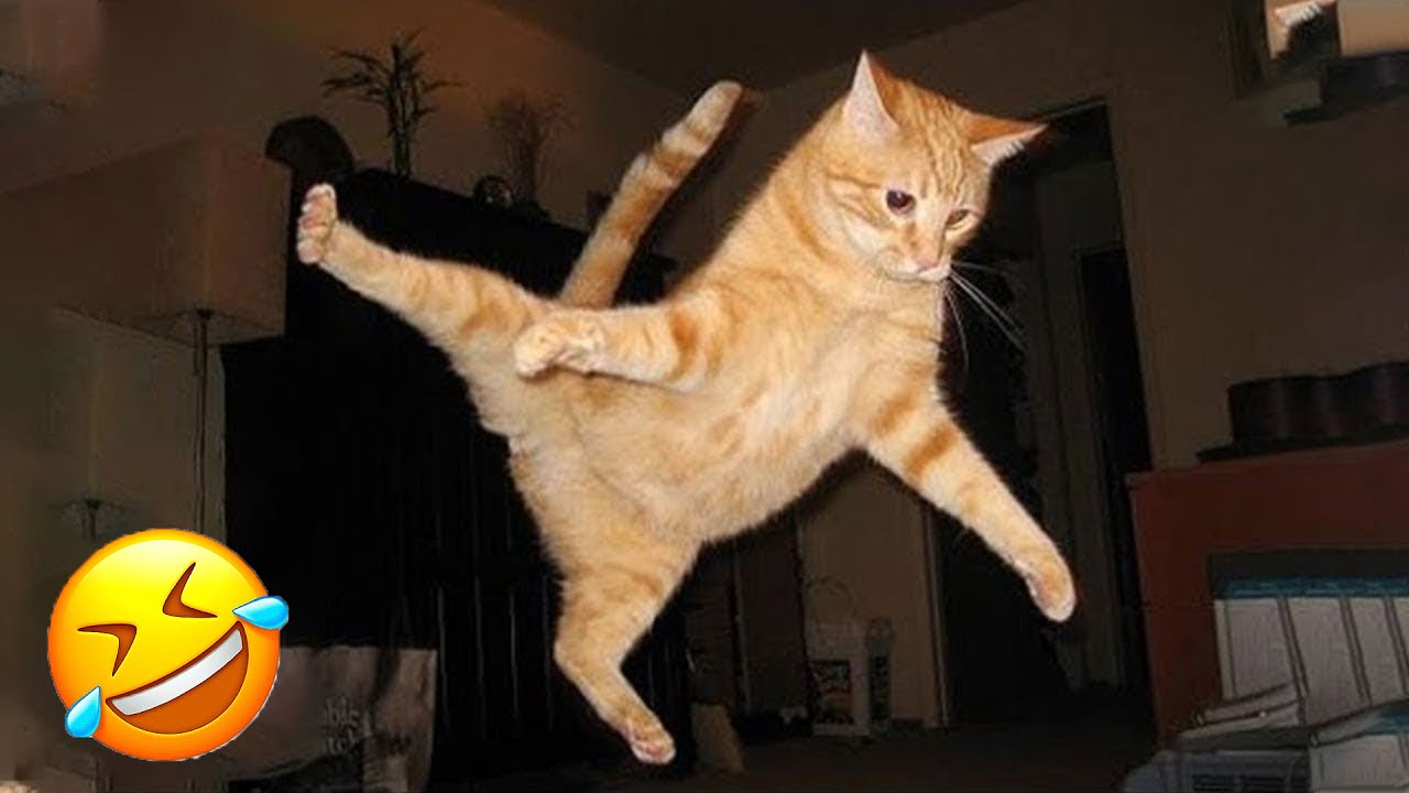 Постарайся не смеяться 😂 Самые смешные животные 2025 😹🐶 Часть 1