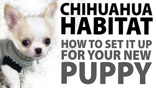 How to set up a Chihuahua habitat for your new puppy | Sweetie Pie Pets by Kelly Swift