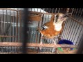 Anis Cendana Mapan Gacor Isian Omkicau(.mp3 .mp4) Mp3 - Mp4 Download
