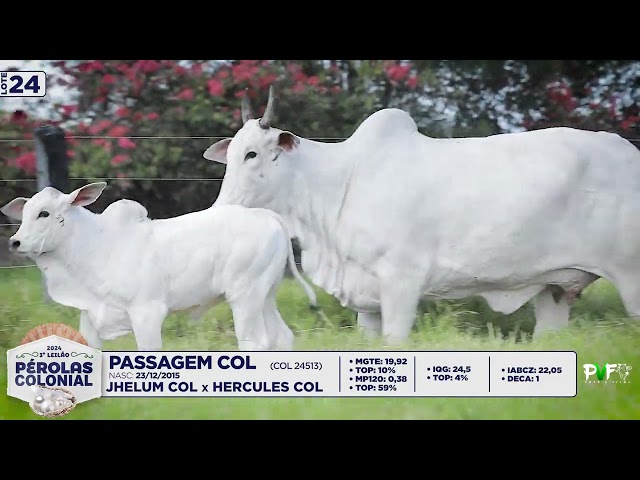 LOTE 24   COL24513   PASSAGEM COL