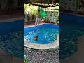Dog Pool Hyderabad 📍#shorts #shortsfeed #shortvideo #dogpool #hyderabad #trending #youtubeshorts