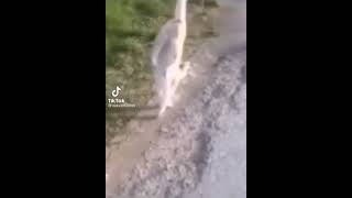 Viral  Kucing Berjalan Mundur