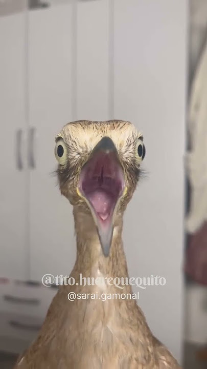 Cantando más de cerca #huerequeque #parati #fyp
