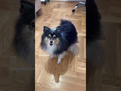 Шелтик Чача #дрессировка