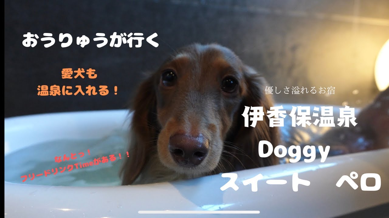愛犬も一緒に露天風呂/伊香保温泉　Doggy スイート　ペロ】に宿泊！フリードリンクタイムもあるなんて！気配りと優しさに溢れたお宿⭐︎