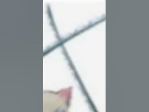 чөтгөрийн ангууч иносүкэ - YouTube