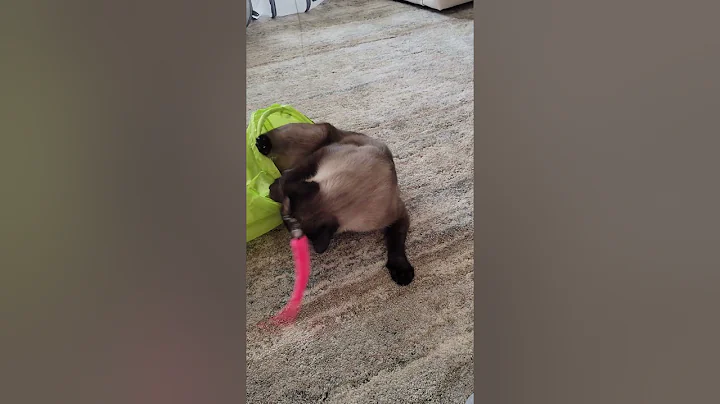 Watch the video about Playful kitty #cat #cuteanimal #cute #siamese