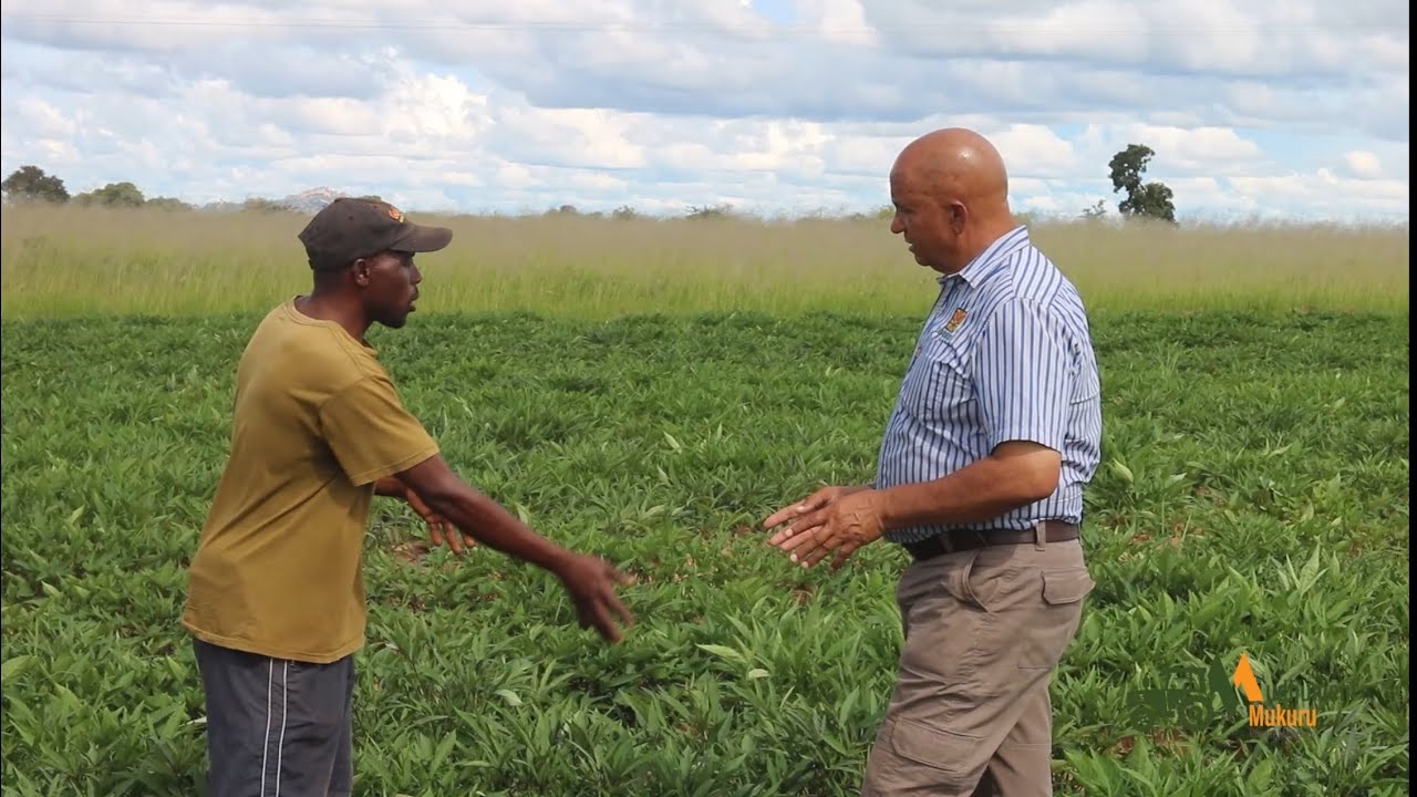 Mbambaira Farming | Sweet Potato Production