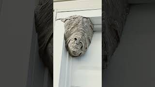 Saving the hornet nest for homeowner display